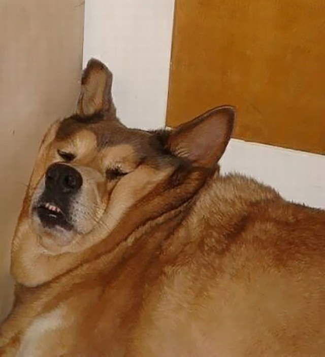 Funny Sleeping Pets