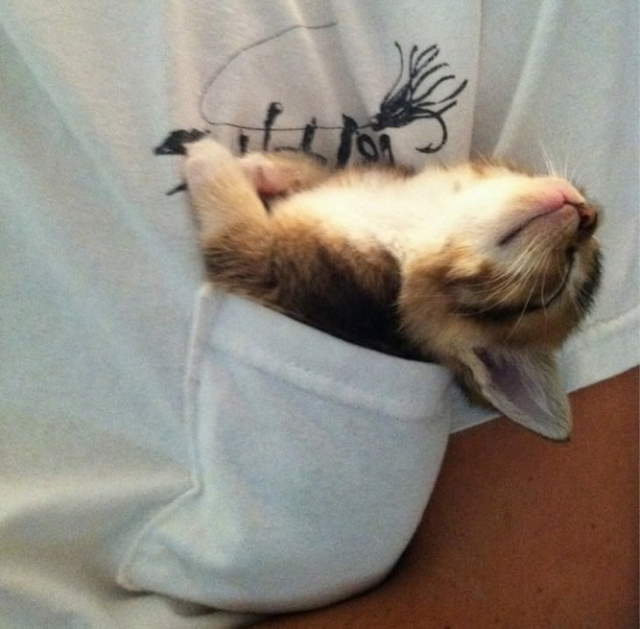 Funny Sleeping Pets