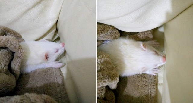 Funny Sleeping Pets