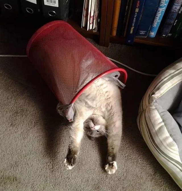 Funny Sleeping Pets