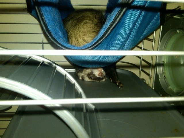 Funny Sleeping Pets