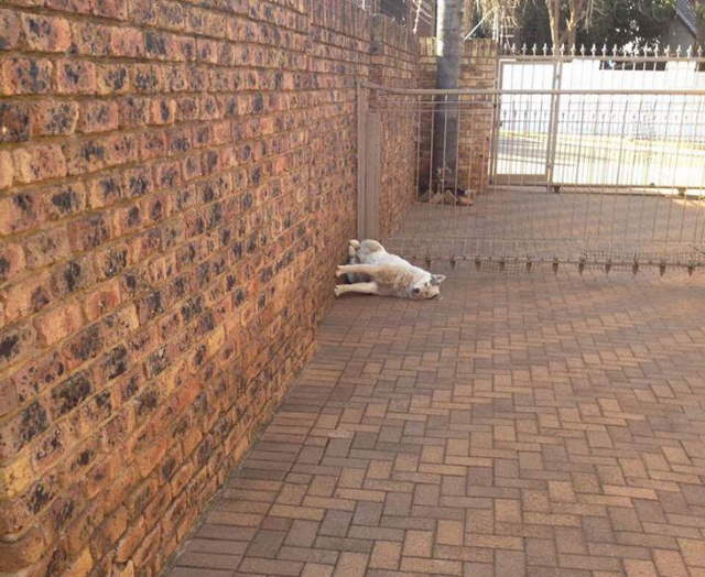 Funny Sleeping Pets