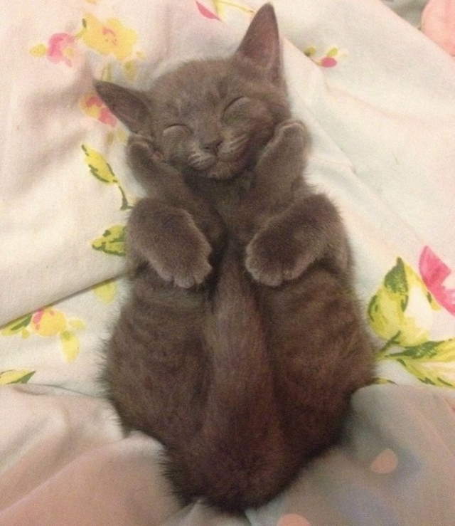 Funny Sleeping Pets