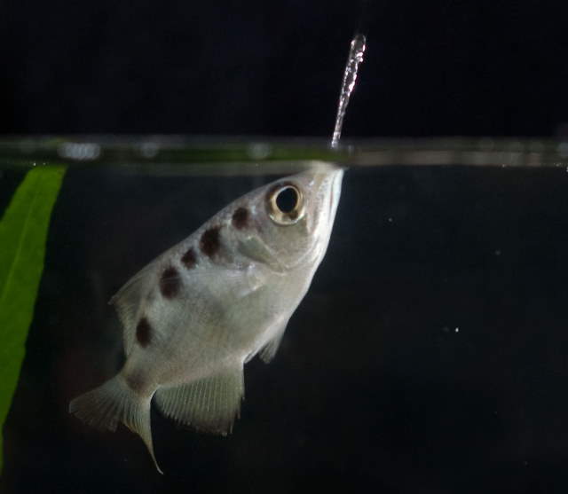 Shangrala's Bizarre Nature