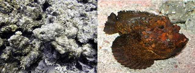 Shangrala's Bizarre Nature