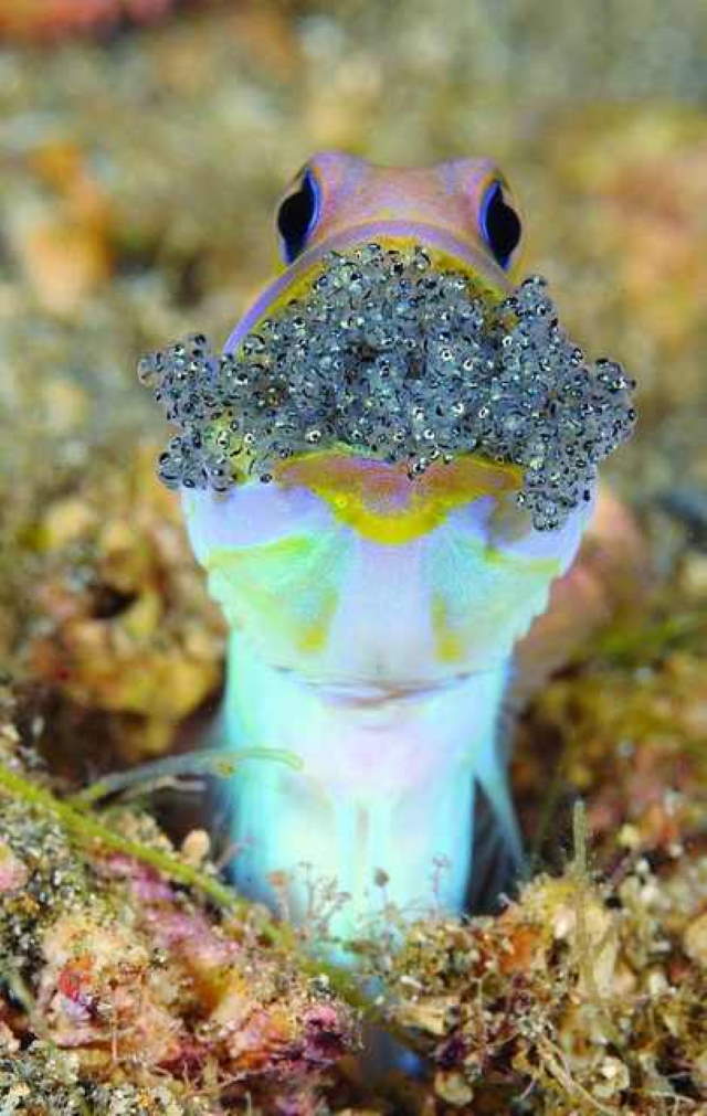 Shangrala's Bizarre Nature