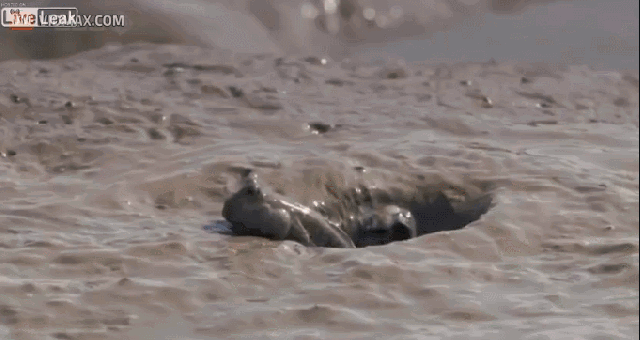 Shangrala's Bizarre Nature