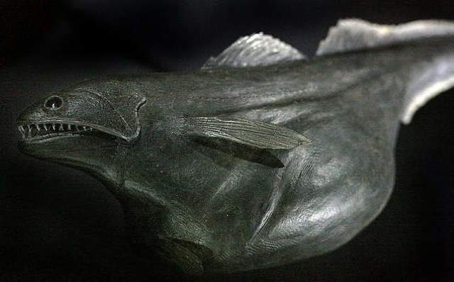 Shangrala's Bizarre Nature