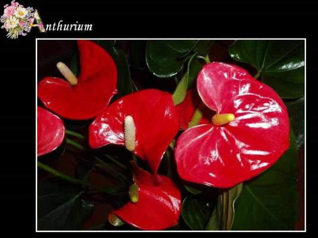 Shangrala's ABC's Of Gorgeous Flowers