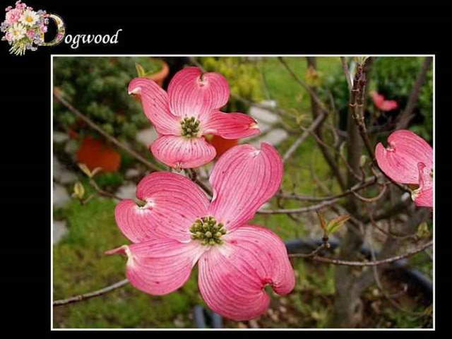 Shangrala's ABC's Of Gorgeous Flowers