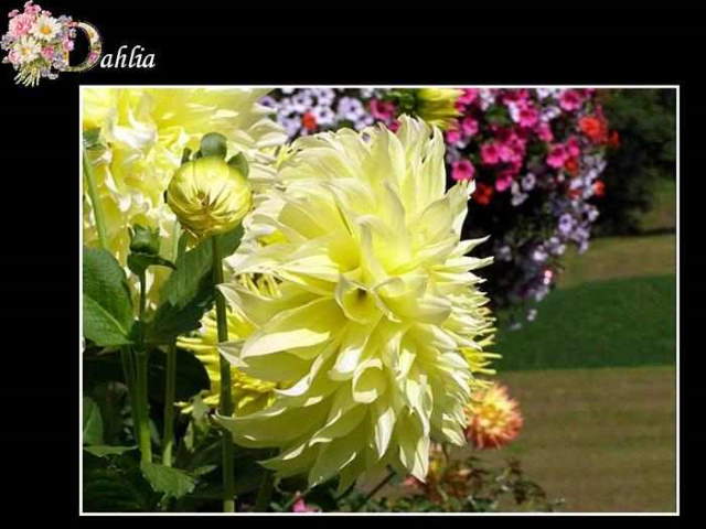 Shangrala's ABC's Of Gorgeous Flowers