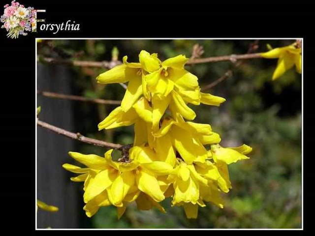 Shangrala's ABC's Of Gorgeous Flowers