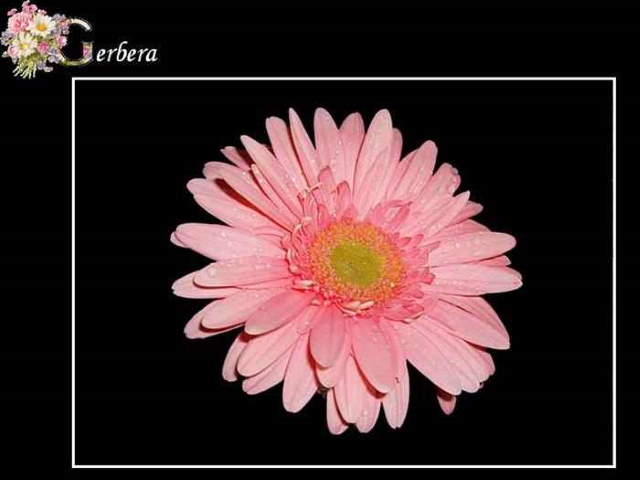 Shangrala's ABC's Of Gorgeous Flowers