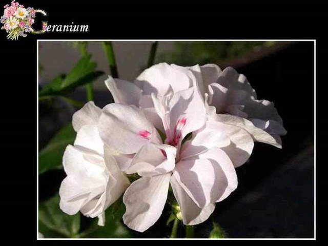 Shangrala's ABC's Of Gorgeous Flowers