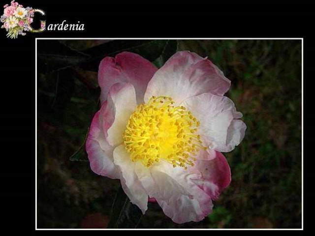 Shangrala's ABC's Of Gorgeous Flowers
