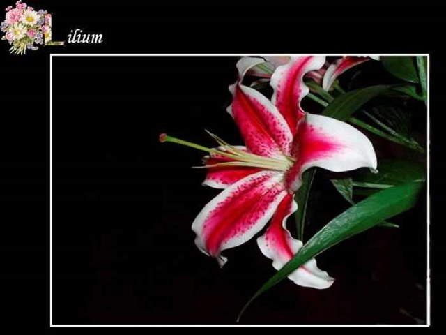 Shangrala's ABC's Of Gorgeous Flowers
