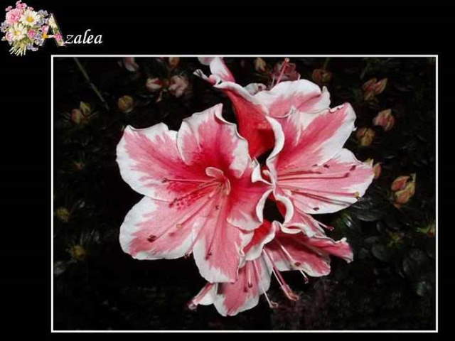 Shangrala's ABC's Of Gorgeous Flowers