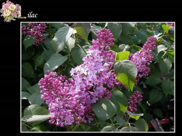 Shangrala's ABC's Of Gorgeous Flowers