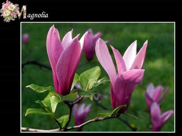 Shangrala's ABC's Of Gorgeous Flowers