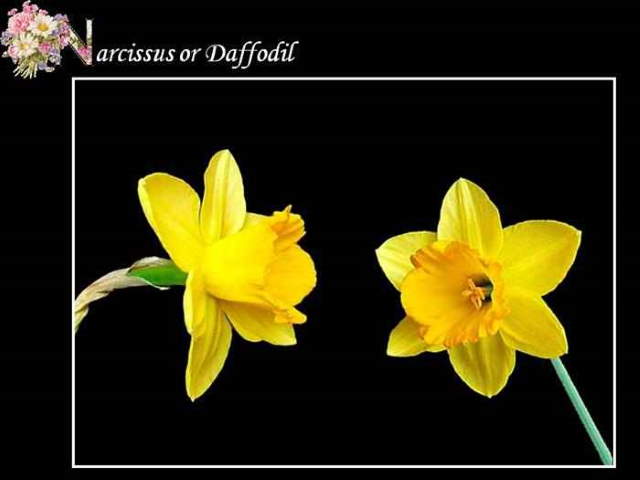 Shangrala's ABC's Of Gorgeous Flowers
