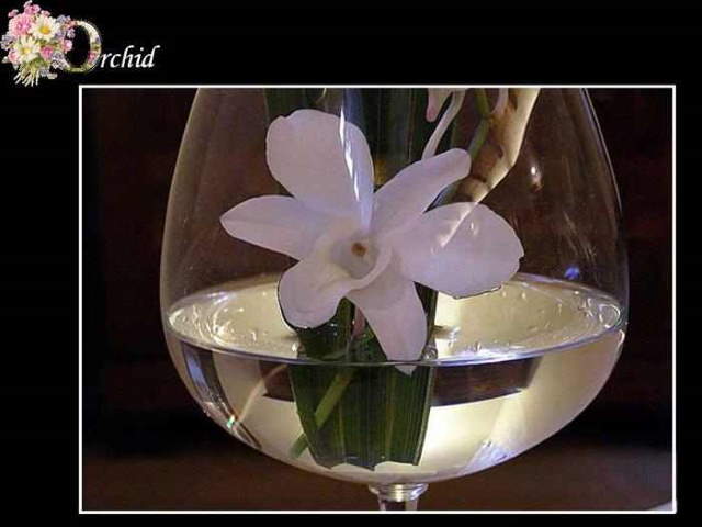 Shangrala's ABC's Of Gorgeous Flowers
