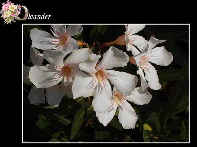 Shangrala's ABC's Of Gorgeous Flowers