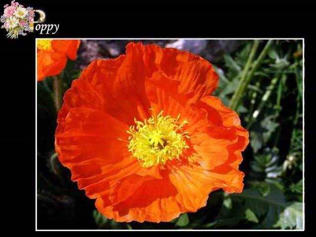 Shangrala's ABC's Of Gorgeous Flowers