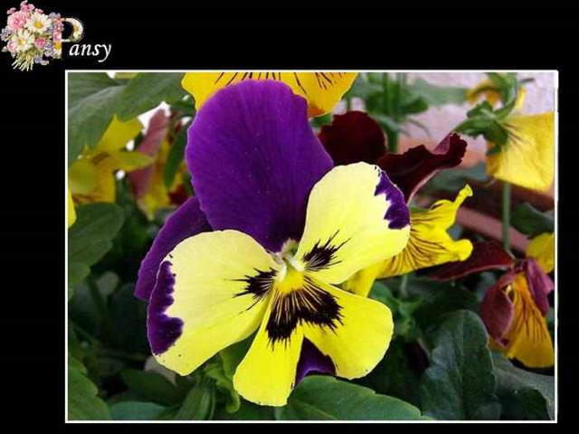 Shangrala's ABC's Of Gorgeous Flowers