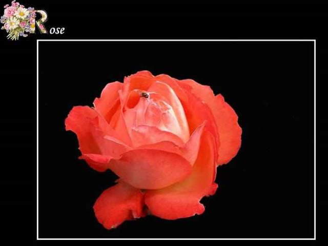 Shangrala's ABC's Of Gorgeous Flowers