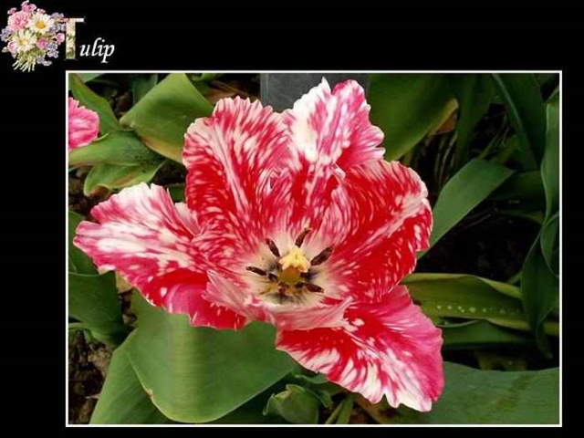 Shangrala's ABC's Of Gorgeous Flowers