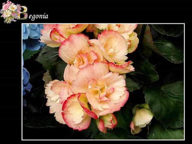Shangrala's ABC's Of Gorgeous Flowers