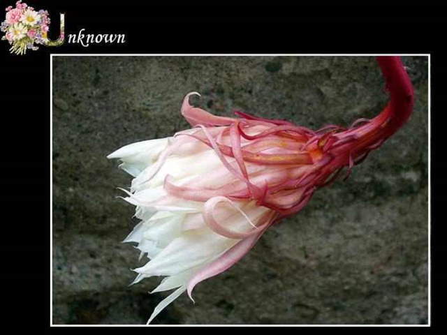 Shangrala's ABC's Of Gorgeous Flowers