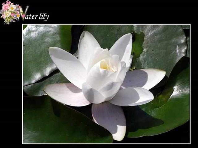 Shangrala's ABC's Of Gorgeous Flowers