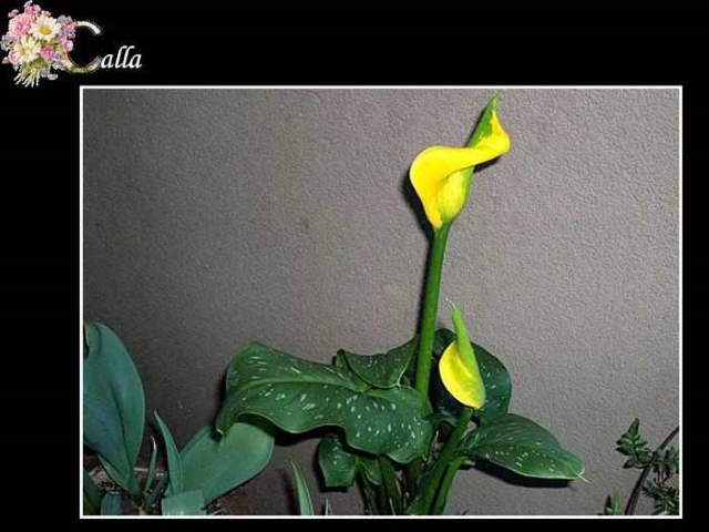 Shangrala's ABC's Of Gorgeous Flowers
