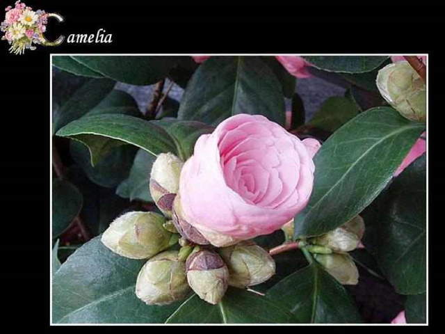 Shangrala's ABC's Of Gorgeous Flowers