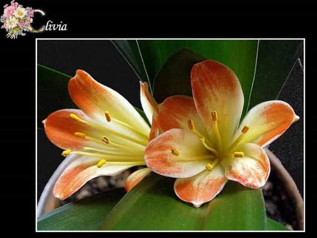Shangrala's ABC's Of Gorgeous Flowers