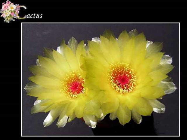 Shangrala's ABC's Of Gorgeous Flowers