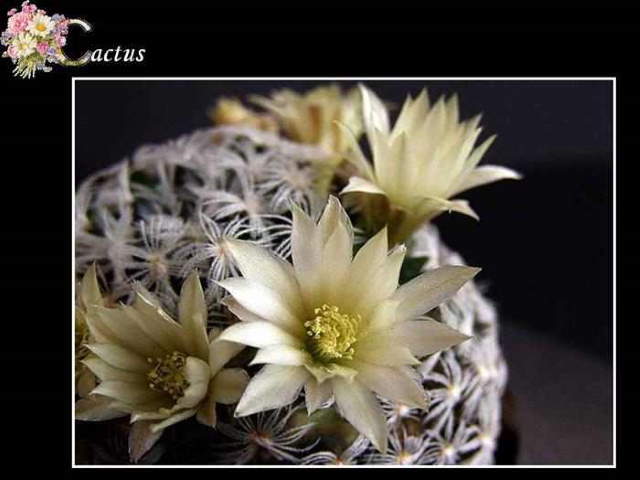 Shangrala's ABC's Of Gorgeous Flowers