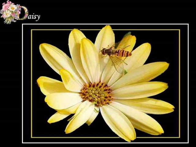 Shangrala's ABC's Of Gorgeous Flowers