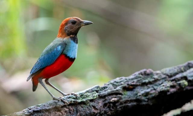 Shangrala's Beautiful Exoctic Birds 2