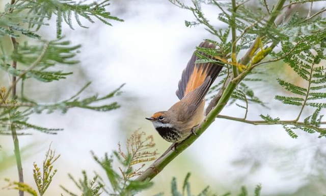 Shangrala's Beautiful Exoctic Birds 2