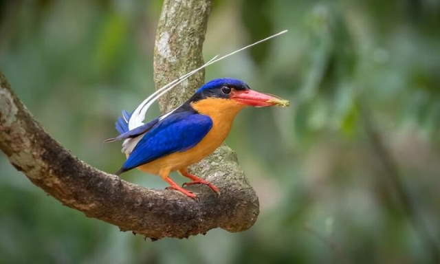 Shangrala's Beautiful Exoctic Birds 2