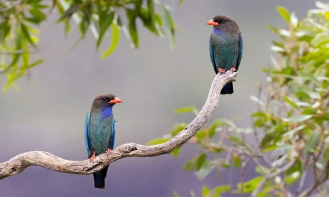 Shangrala's Beautiful Exoctic Birds 2
