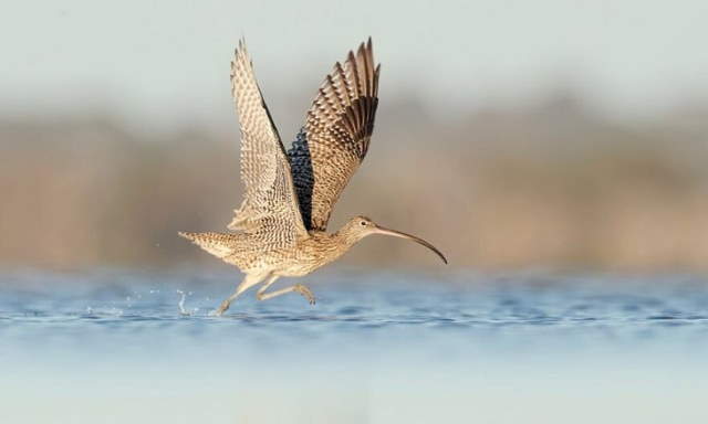Shangrala's Beautiful Exoctic Birds 2