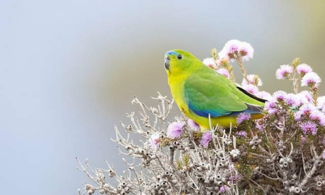 Shangrala's Beautiful Exoctic Birds 2