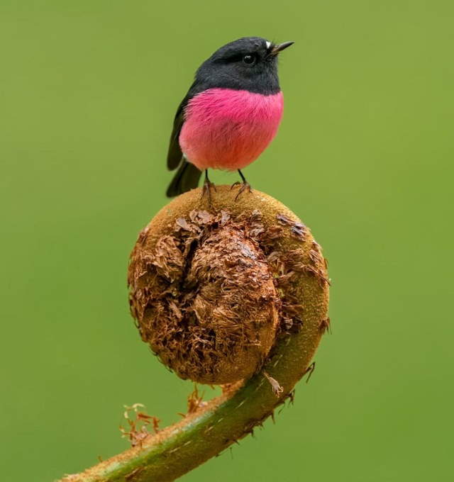 Shangrala's Beautiful Exoctic Birds 2