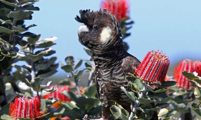 Shangrala's Beautiful Exoctic Birds 2