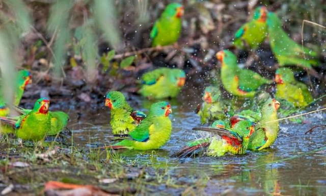 Shangrala's Beautiful Exoctic Birds 2