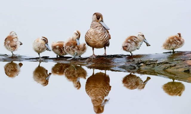 Shangrala's Beautiful Exoctic Birds 2