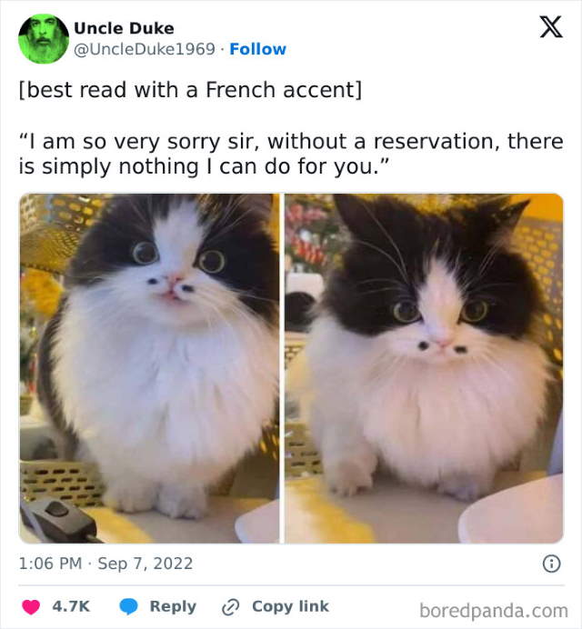 Shangrala's Funny Animal Memes